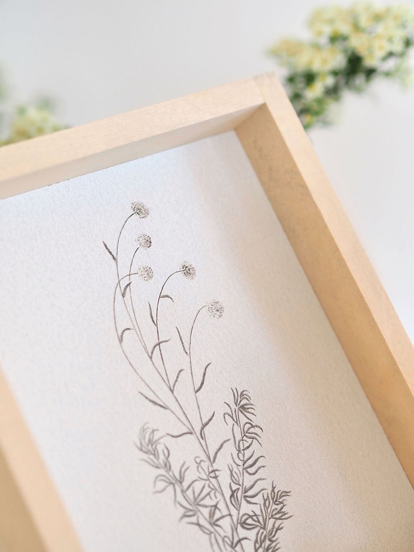 White Scabious Framed Print 8.5x7'