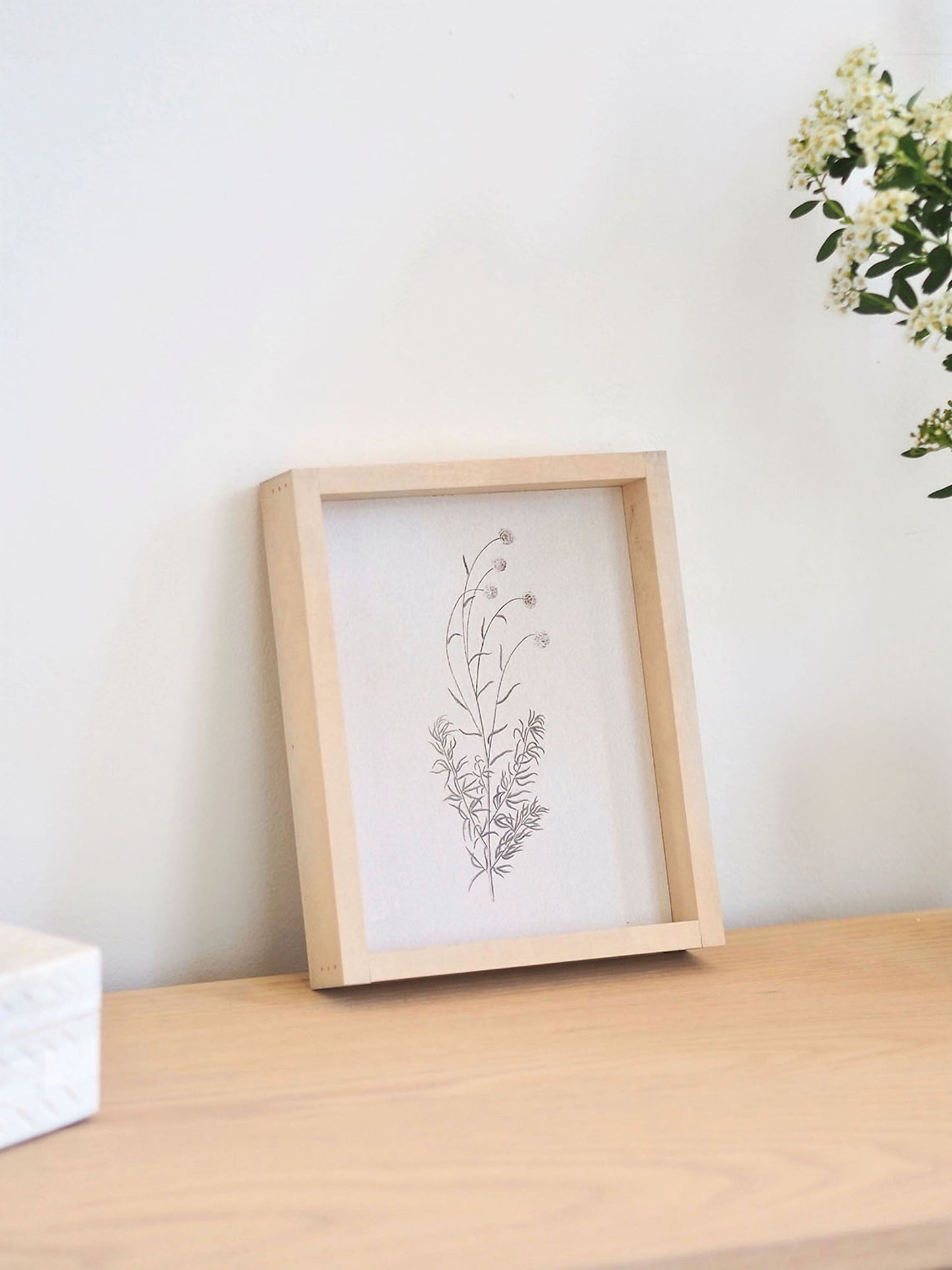 White Scabious Framed Print 8.5x7'