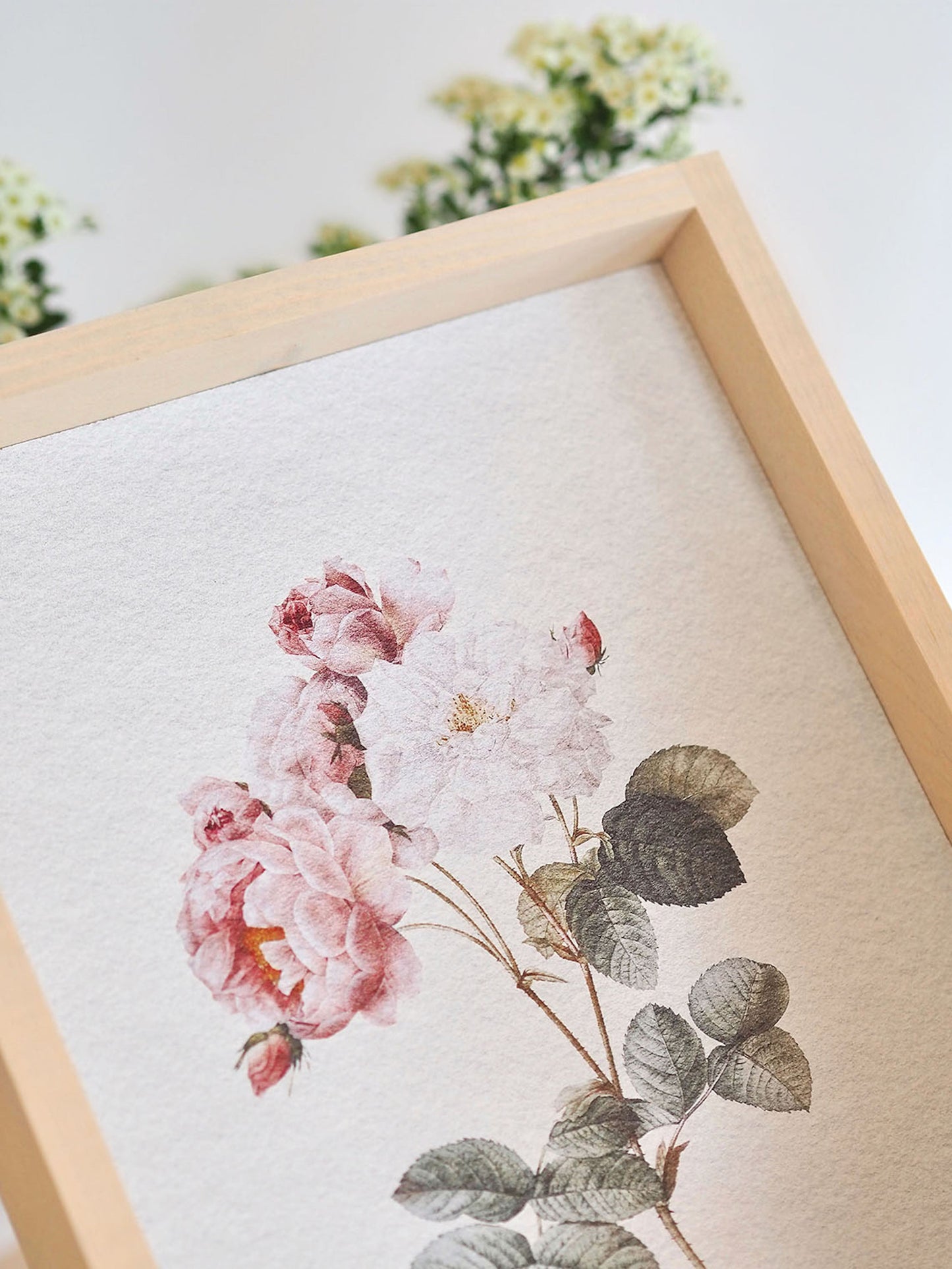 Watercolour Rose Framed Print 12x9'